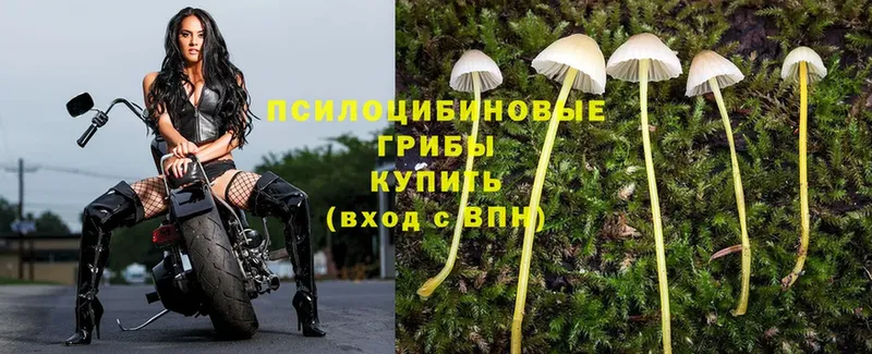 мориарти формула  дарнет шоп  Плавск  Галлюциногенные грибы Psilocybine cubensis 